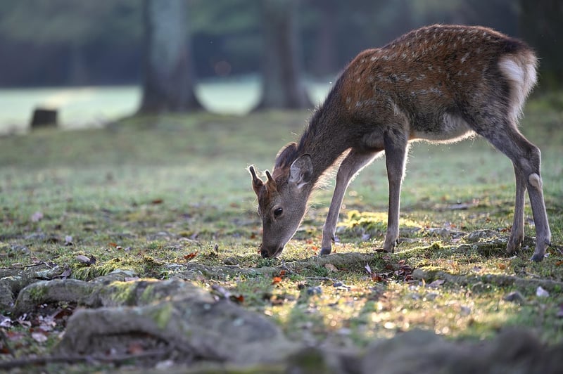 Wildlife Awareness
